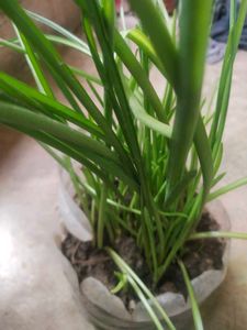 Combo 1 Alovera Nd 2 Blub Rajnigandha Plant