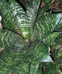 Snake Plant(Dwarf type)
