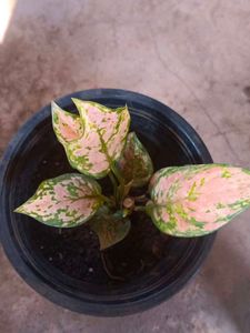 Pink Algonema