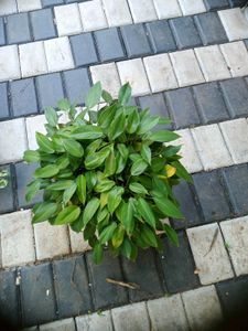 10 Live Root Plants