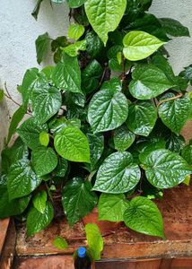 Betel Leaf Plant