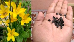 3 Colour Rain Lily&#39;s 45/-