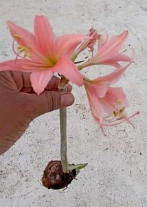 2 Colors Amarilily/Ester Lily