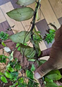 Basket Plant Cuttings - Set Of 5
