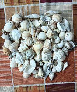 Seashell Collection - Beach Decor