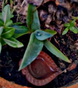 Combo Of 7 Air Purifier Plants