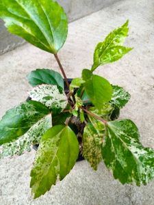 2 Varigated  N Two Hanging Plants Combo