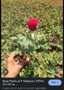 Rose plants
