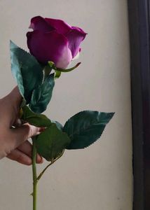 Hot  Velvet Rose In 💜💜 Colour
