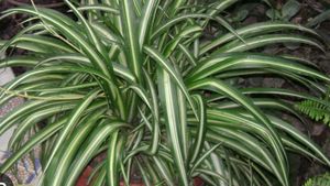 Spider Plant With Roots