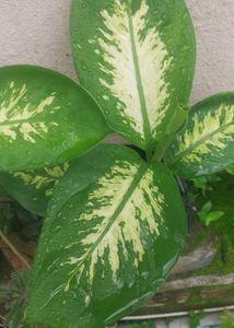 3 Plants  Combo
