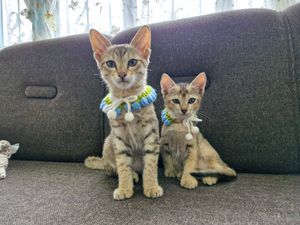 Crochet Tulip Cat Collar 🐈🌷