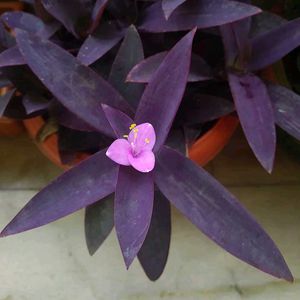 Purple Heart Plant