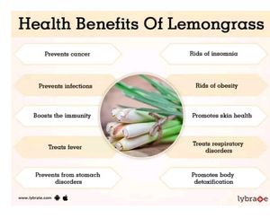 Lemon Grass Tea Plant