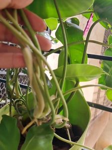Philodendron