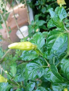 Fresh Chili Peppers - Homegrown!