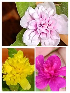 Sindrella &amp; Moss Rose Cuttings
