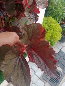 Red Begonia Cuttings