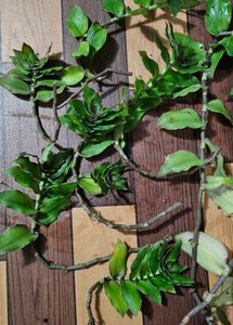 Basket Plant Cuttings - Set Of 5