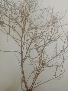 Tulsi Dry Lkdi  For Pooja