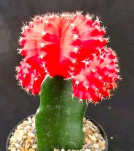 Combo Of 2 Color Grafted Moon Cactus