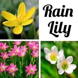 Plants And Seeds