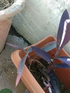 Purple Heart Plant Cuttings