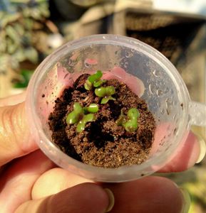 Mixed Flower Seed Collection with Fungicide Powder