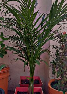 Areca Palm Plant