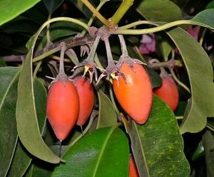 Borsali Seeds