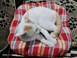 Red Plaid Pillow Pet Bed