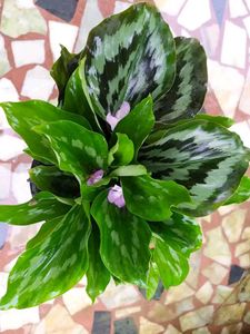 2 Peacock Ginger Bulbs (Kaempferia Rotunda)