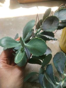 Live Full Pot Kalanchoi Plant With Root