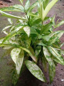 Artificial Plant