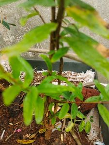 Pomegranate Live Plant Red Fruit