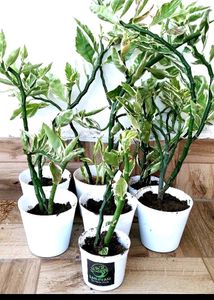 4 Rooted Plant