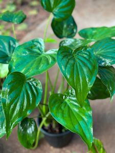 10 Live Root Plants