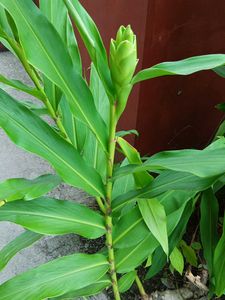 Dolon Chapa Flower Plant