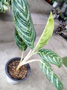 Varieties Plants Combo.