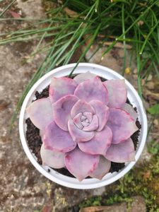 Purple Delight