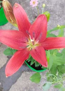 Aciatic lily 5 Plants