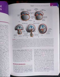 Langman&#39;s Medical Embryology