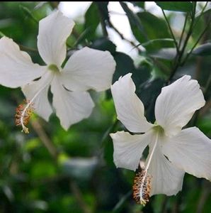 Champa Plant Cutting Live