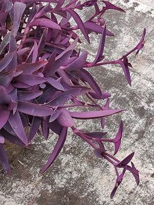 Purple Heart Plant