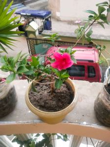 Dark Pink Healthy Hibiscus Flower Plant