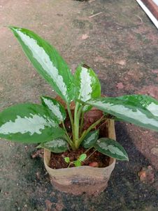 Aglaonema Silver Bay Plant