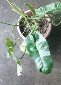 Philodendron Burl Marx