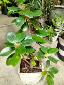 Ficus N Aralia Bonsai Combo Offer