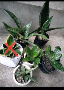 6 Different Varieties Of Sansevierias Combo Offer