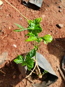 Rose Malli 4plant Combo